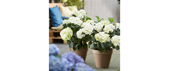 FLORALE LIEBESBEWEISE!