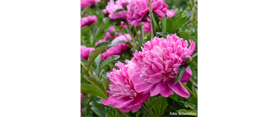 FLORALE LIEBESBEWEISE!