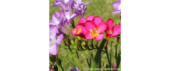 FLORALE LIEBESBEWEISE!