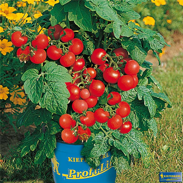 bambus putztcher rossmann Bambus Komplett