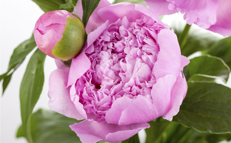 KLETTERPFLANZEN - HOCH HINAUS UND NOCH VIEL WEITER! KLETTERPFLANZEN - HOCH HINAUS UND NOCH VIEL WEITER!