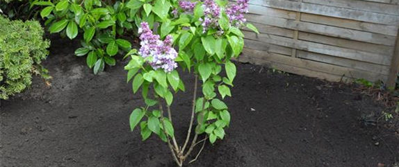 FLIEDER - EINPFLANZEN IM GARTEN FLIEDER - EINPFLANZEN IM GARTEN