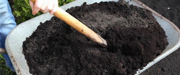 FLIEDER - EINPFLANZEN IM GARTEN FLIEDER - EINPFLANZEN IM GARTEN