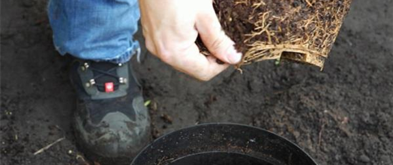 FLIEDER - EINPFLANZEN IM GARTEN FLIEDER - EINPFLANZEN IM GARTEN