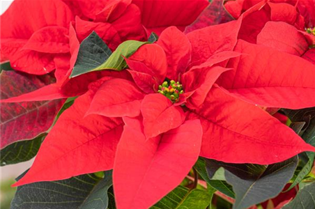 ZAUBERHAFTE WEIHNACHTSSTERNE