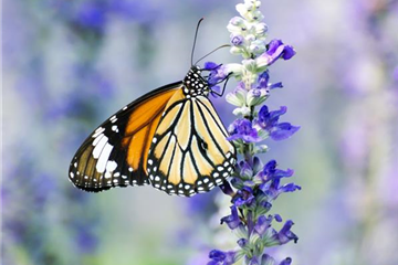 NEKTAR-GARTEN! NEKTAR-GARTEN!