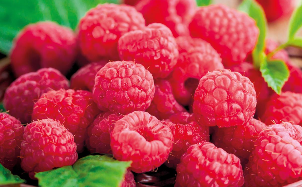 OBST - SüSSE NASCHEREIEN! OBST - SüSSE NASCHEREIEN!