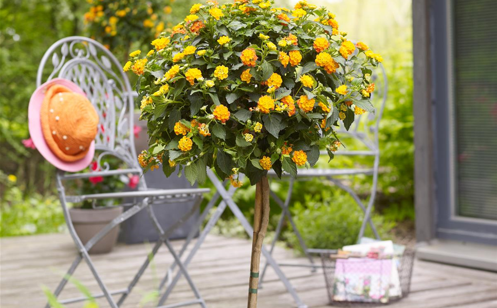 Kübelpflanzen - Besondere Designs für Pflanzen Kübelpflanzen - Besondere Designs für Pflanzen