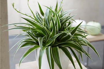 WIE GEHT... LUFTVERBESSERUNG? WIE GEHT... LUFTVERBESSERUNG?