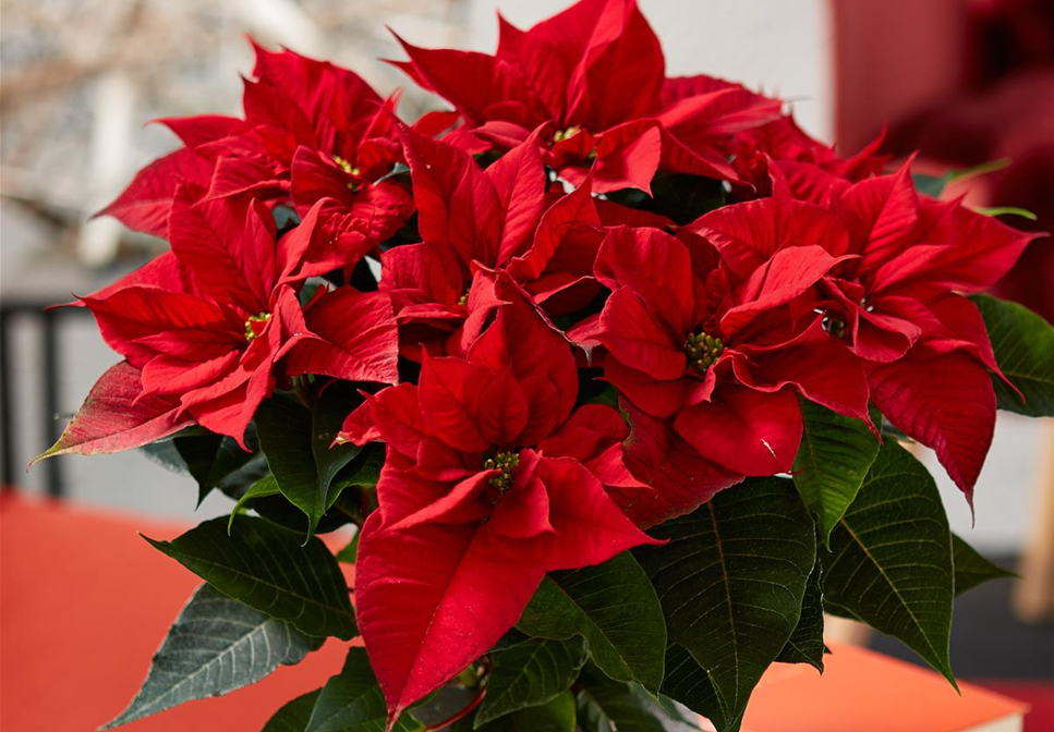ZAUBERHAFTE WEIHNACHTSSTERNE! - grn erleben
