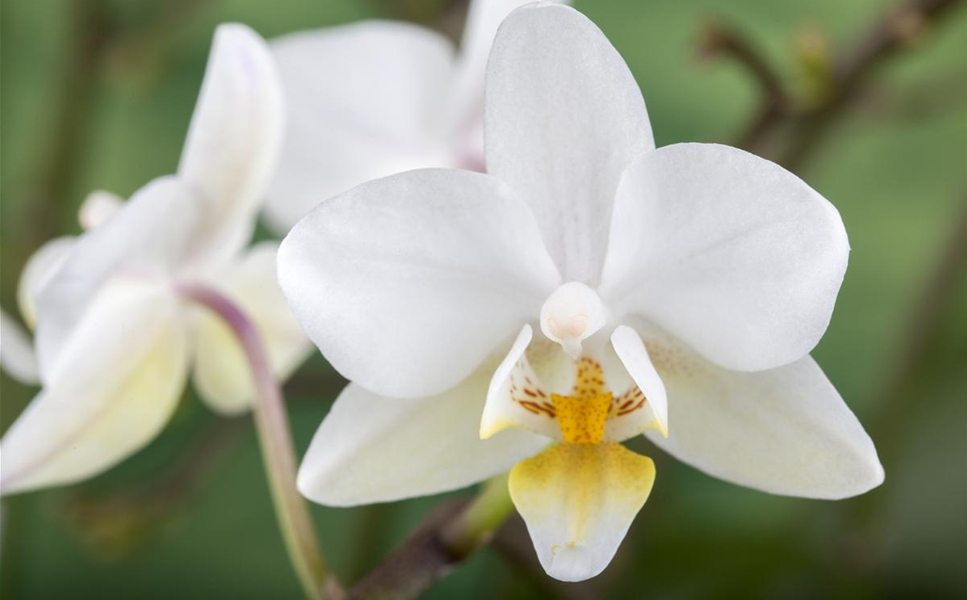 BLüHPFLANZEN - HüBSCHE BLüTEN IM HAUS! BLüHPFLANZEN - HüBSCHE BLüTEN IM HAUS!