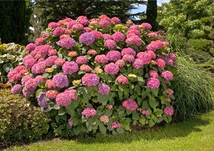 Bauernhortensie