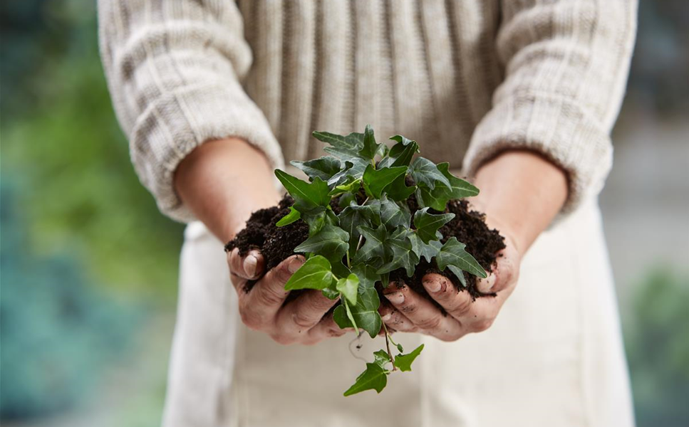 QUALITÄT DIE AUFGEHT - Vertrauen Sie auf unser Blüh- und Anwachsversprechen! QUALITÄT DIE AUFGEHT - Vertrauen Sie auf unser Blüh- und Anwachsversprechen!