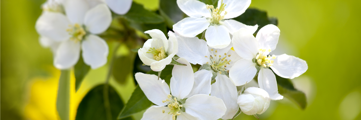 Malus domestica Malus domestica