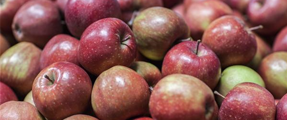 SOMMERSCHNITT FüR OBSTBäUME SOMMERSCHNITT FüR OBSTBäUME