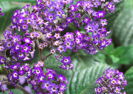 Vanilleblume