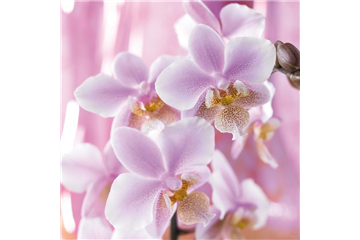 DIE TOP 8 DER WINTERBLUMEN