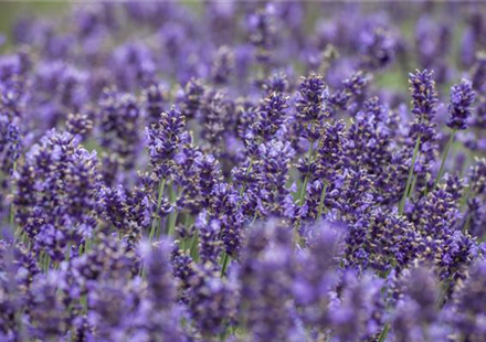 Lavendel