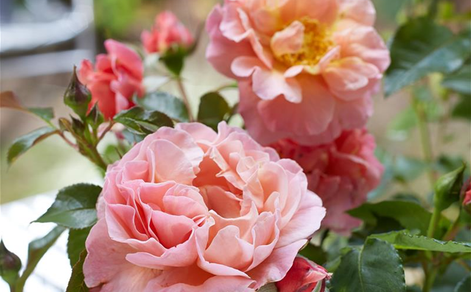 Ziergarten - GRäSER, STAUDEN UND CO. Ziergarten - GRäSER, STAUDEN UND CO.