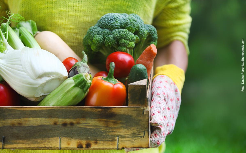 GEMüSE - LECKEREIEN AUS DEM GARTEN! GEMüSE - LECKEREIEN AUS DEM GARTEN!