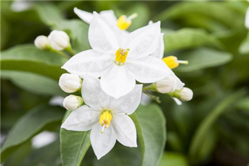 DER SOMMERJASMIN!