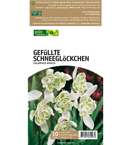 Gefüllte Schneeglöckchen