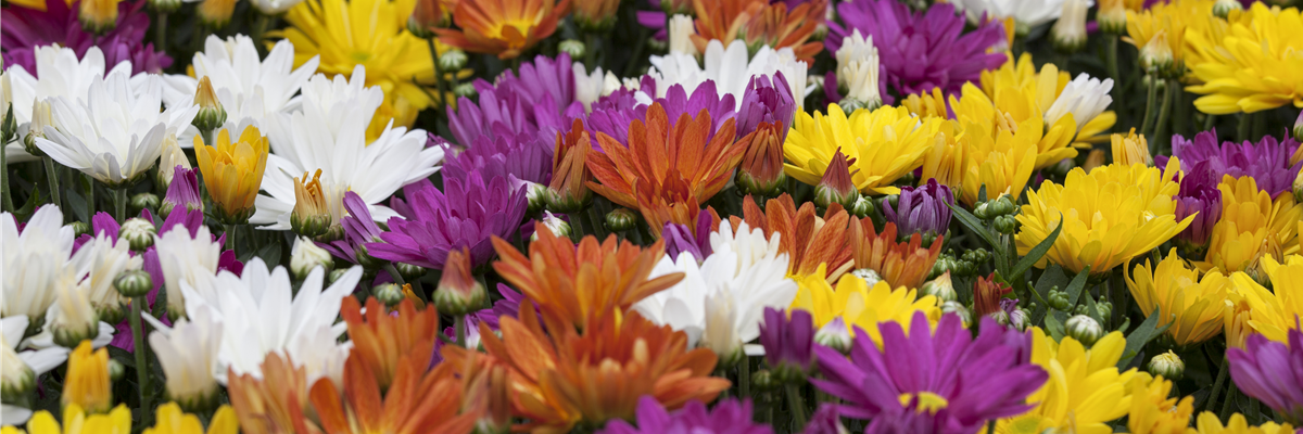 Chrysanthemum Chrysanthemum