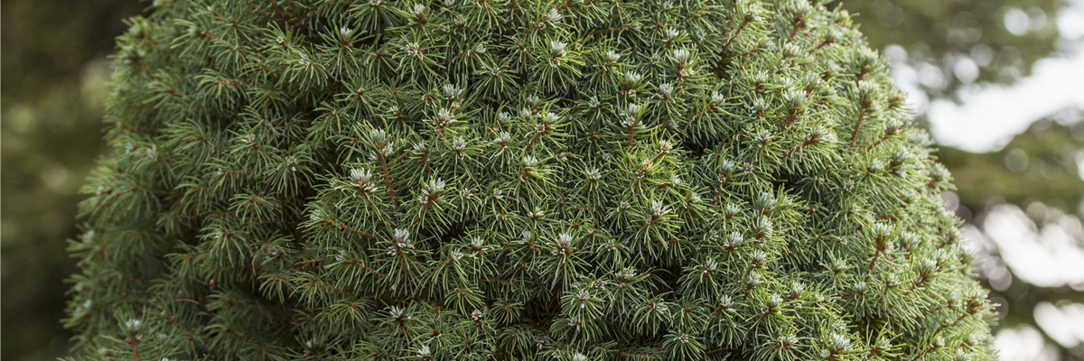 Picea glauca Picea glauca
