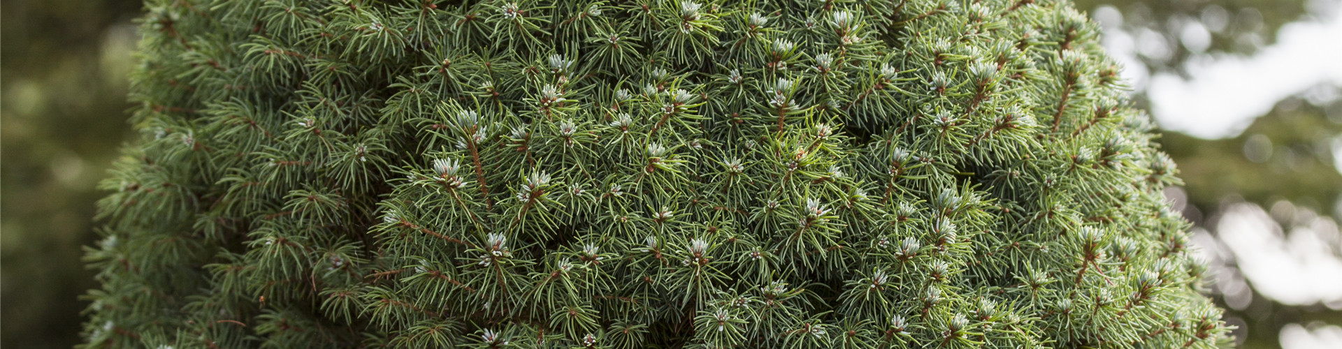 Picea glauca