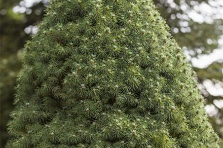 DIE ZUCKERHUTFICHTE! DIE ZUCKERHUTFICHTE!