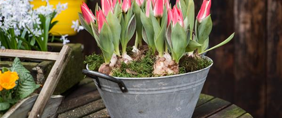 TULPE
