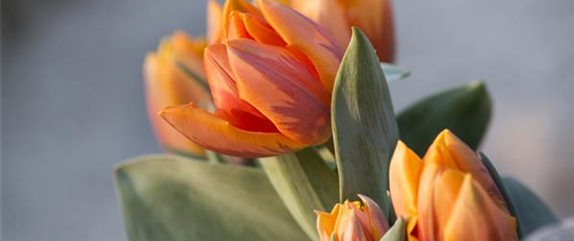TULPE