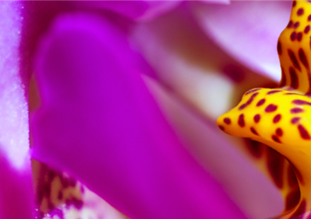 Pflanze des Monats Januar: Orchidee