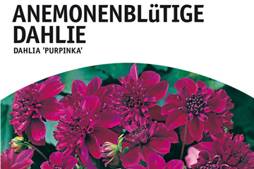 Anemoneblütige Dahlie