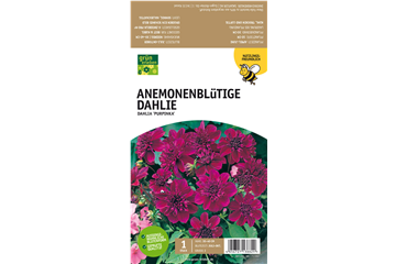Anemoneblütige Dahlie