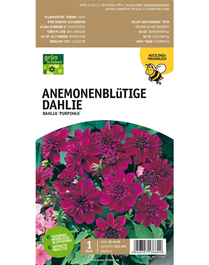 Anemoneblütige Dahlie