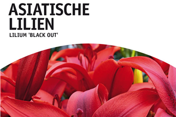 Asiatische Lilien