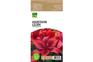 Asiatische Lilien