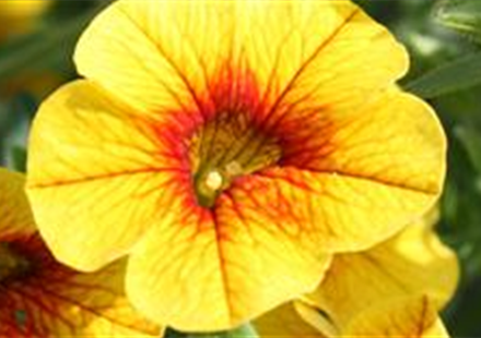 PFLANZE DES MONATS MAI: ZAUBERGLÖCKCHEN