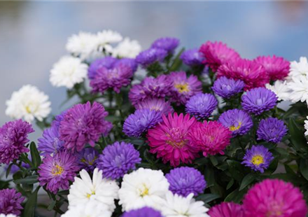 Aster
