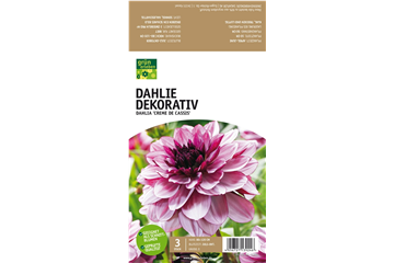 Dahlie Dekorativ