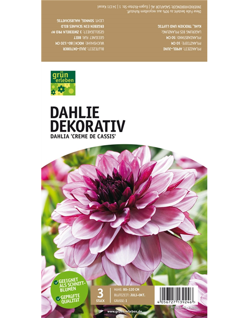 Dahlie Dekorativ
