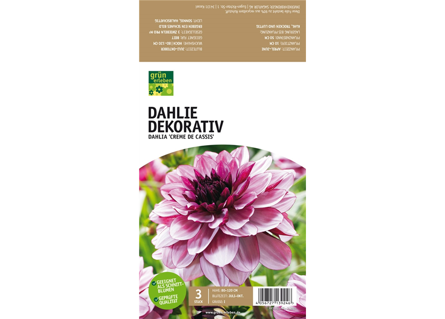 Dahlie Dekorativ