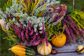 HEIDEWITZKA! HEIDEWITZKA!