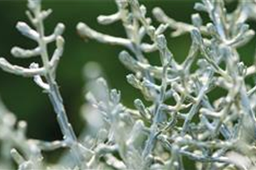 Stacheldraht Stacheldraht