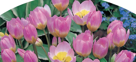 Botan. Wildtulpen