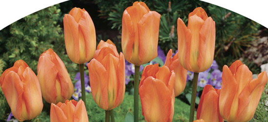 Botanische Tulpen