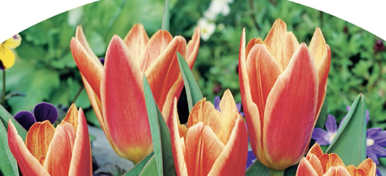 Botanische Kaufmanniana Tulpen