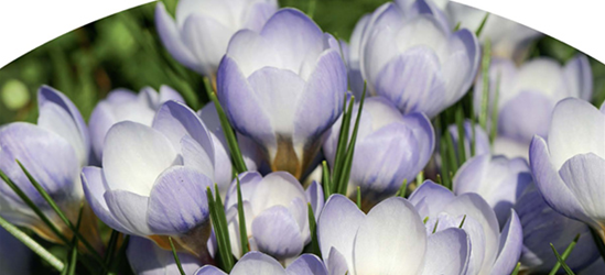 Botanische Krokusse