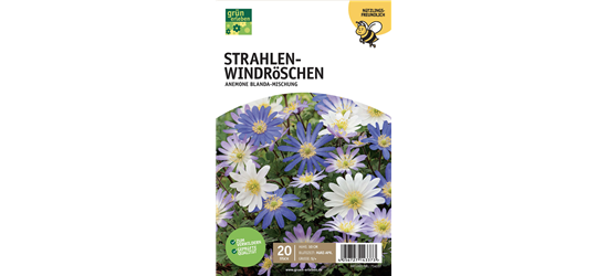 Strahlen-Anemonen